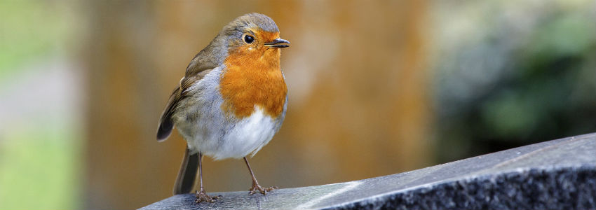 A robin sits on a gravestone